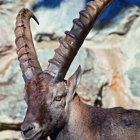 دار ضيافة أولبرغ