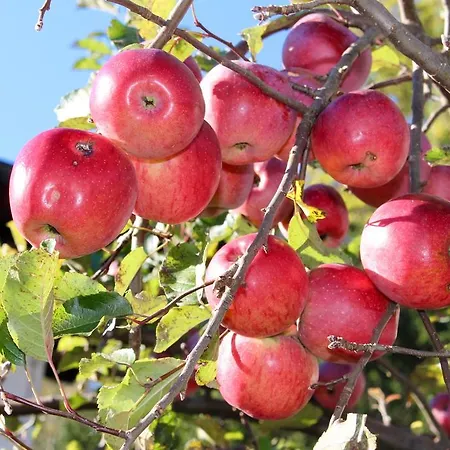 دار ضيافة أولبرغ إنسبروك